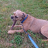 gordie with a stick
