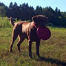remy playing frisbee
