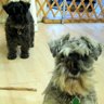 Bailey and Lola
