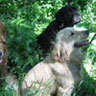 Good Dogs