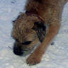 Gordie
