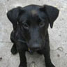 Roxy puppy