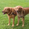 walking three dogs